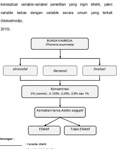 Gambar 3.1 Kerangka konseptual tentang “Ekstrak bunga kamboja (Plumeriaacuminate) pada larva Aedes aegypti”.