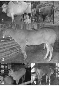 Tabel 2. Phenotype traits which was observed in every cattle breeds 