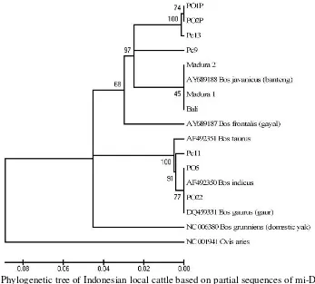 Figure 2. Phylogenetic tree of Indonesian local cattle based on partial sequences of mi-DNA cyt  bgene (373 bp) 