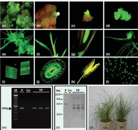 Figure 2. Expression of gfp gene in transgenic bahiagrass. (a) Transient green fluorescent protein (GFP) 