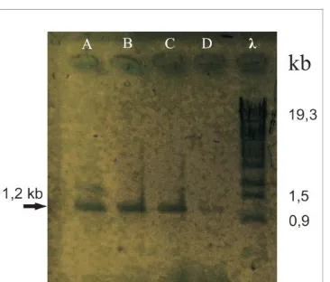 Figure 3. Detection of KNAT1 gene in 35S::KNAT1 Black Orchid Transformants. Lanes (A-D) 