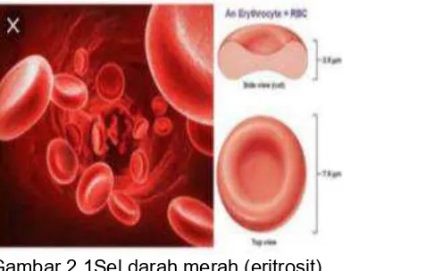 Gambar 2.1Sel darah merah (eritrosit).(Sumber :www.academia.edu.com).