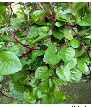Gambar 2.1 Tanaman Binahong (Anredera cordifolia) 