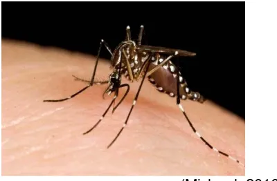 Gambar 2.5 Nyamuk Aedes aegypti 