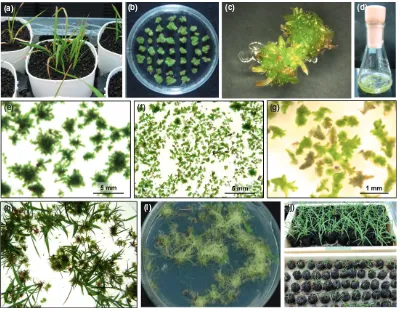 Figure 1 Mass propagation and nursery plant production of dwarf cogongrass. (a) Dwarf cogongrass in the greenhouse
