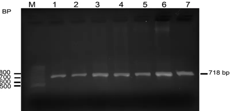 Figure 2 showing bright strings from PCR process with primary pair, indicated that the 