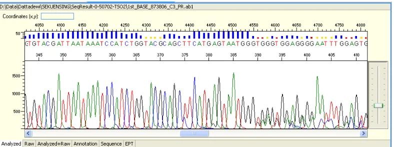 Figure 6. Electrophoregram result of DNA sequencing of bosokan-feathered Magelang duck  after editing