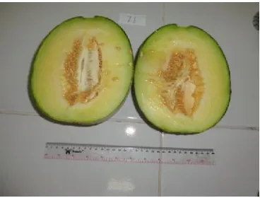 Gambar 2. Hasil pemurnian buah melon Tacapa di lahan budidaya