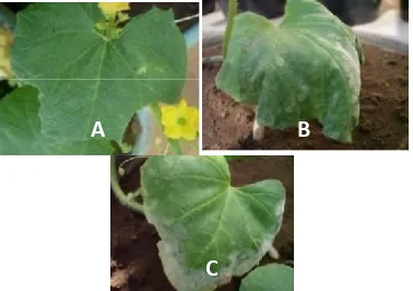 Gambar 3. Hasil inokulasi isolat powdery mildew pada daun tanaman melon. (Ket. A: PI 371795, B: Action 434 dan C: Tacapa)