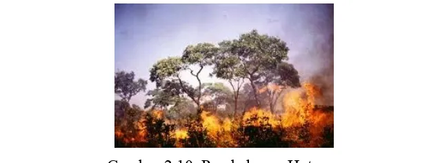 Gambar 2.10. Pembakaran Hutan