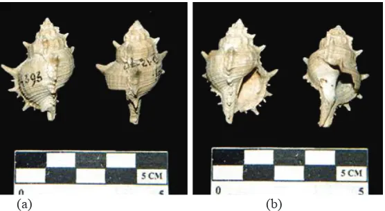 FIGURE 6. Fossil of gastropod shell Murex trapa (S.4393 and “Tgl 10–12–70”) discovered in Sangiran: (a) is whorl and body whorl part; (b) is an aperture part (Photo: Yudha, 2015)