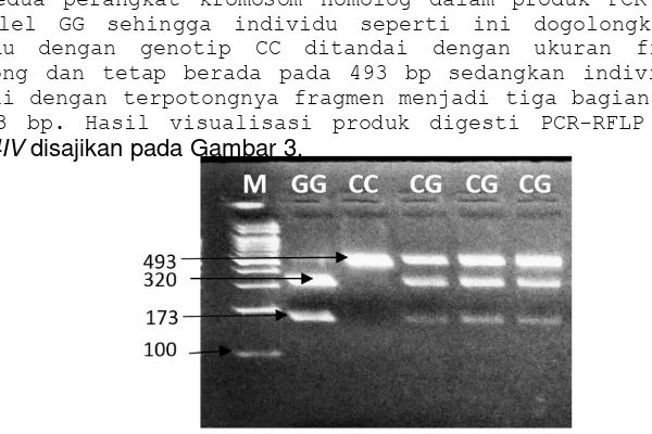 Tabel 1. Frekuensi alel dan genotip sapi PO Kebumen berdasarkan gen MC4R dengan metode PCR-RFLP menggunakan SNP 1133 C>G 