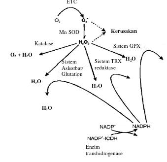 Gambar 1. Ringkasan sistem enzim dapat bekerja dalam menetralisir racun dari ROS 