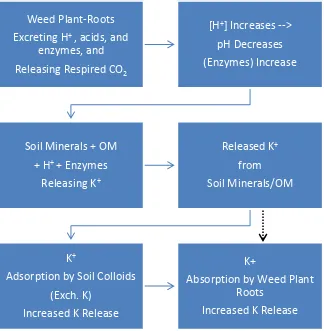 Figure 2.  Conceptual relationship between excreted H+ and respired CO2 by plant roots, released K+ from soil minerals and organic matter, and improvement of plant growth