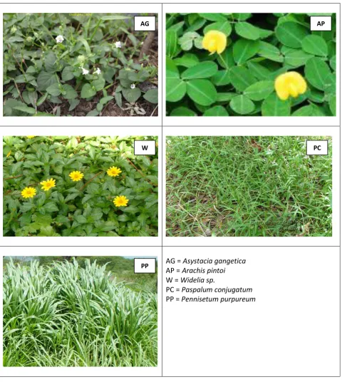 Figure 1.  Several weeds employed in the experiment. 