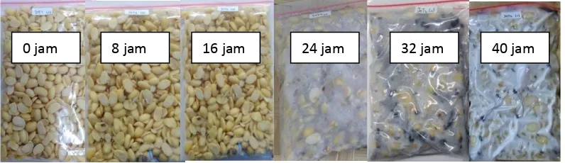 Figure 3. Soybeans inoculated with mixture inoculum of R.oligosporus and S.cerevisae 