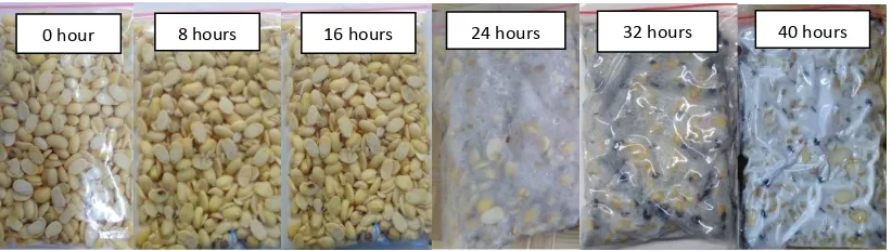 Figure 6. The appearance of soybeans inoculated with a mixture of R.oligosporus and S.cerevisiae during fermentation