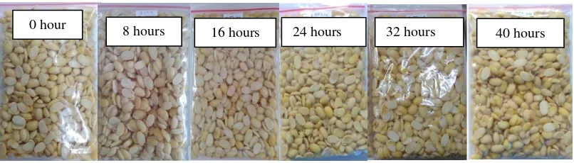 Figure 2. The appearance of soybean inoculated with Saccharomyces cerevisiae during fermentation