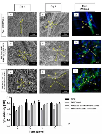 Fig.  3  SEM and images of HUVECs cultured on a untreated fiber as control (a,b,c); soda ash treated and fibrin coated (d,e,f); and NaOH treated and fibrin coated (g,h,i) after 1 and 3 days of study