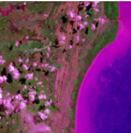 Figure 1 Mangroves forest as a green belt in 1977  