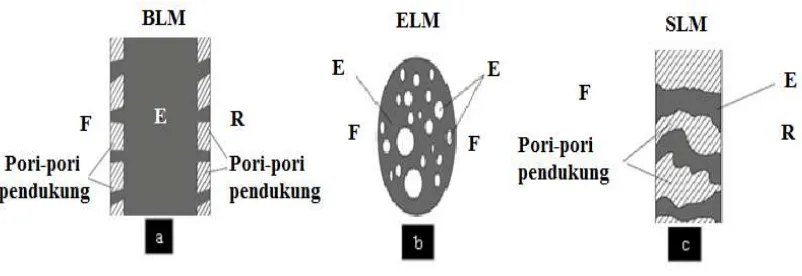 Gambar 2.1  Tiga tipe dari membran cair, yaitu (a) BLM, (b) ELM dan (c) SLM. (F : fasa sumber, R : fasa penerima dan E : fasa membran) (Kislik, 2010) 