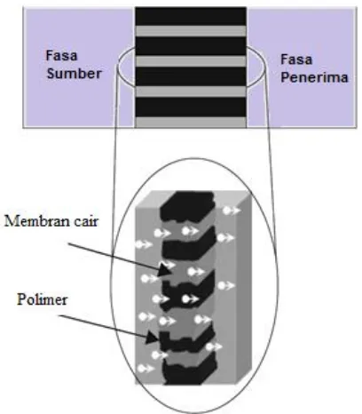 Gambar 2.4 Skema membran cair berpendukung (Dzygiel dan Wieczorek, 2010) 