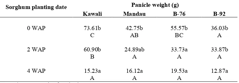Table 5.  Panicle length  of different sorghum genotypes as affected by  date of intercropping with cassava  