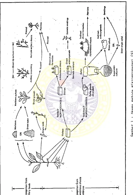 Gambar 1 : Skema metode mikropropagasi (9)