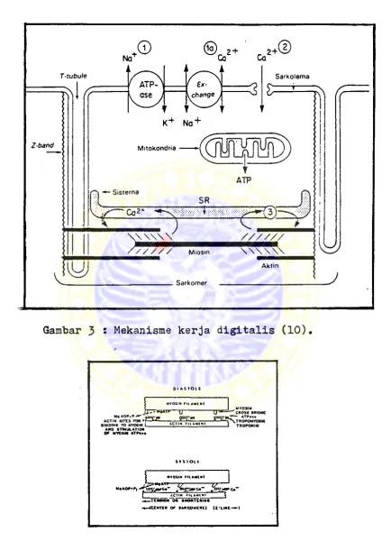 Gambar 3 • Mekanisme kerja digitalis (10).