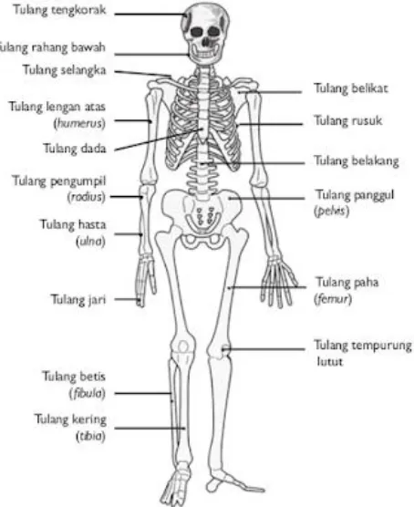 Gambar 2.2 rangka tubuh manusia 