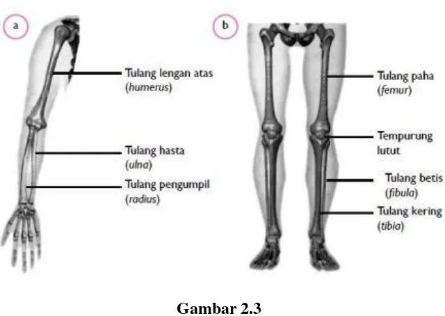 Gambar 2.3 (sumber: buku siswa tematik terpadu kelas V, 2017: 37). 