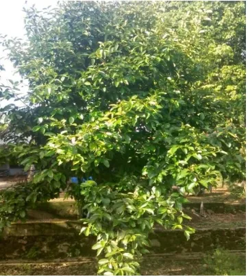 Gambar 2.1.Tanaman buah manggis