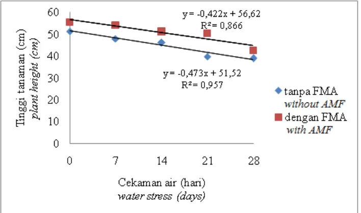Figure 1.  Effect of AMF and duration of water stress on 26 weeks old oil palm seedling height
