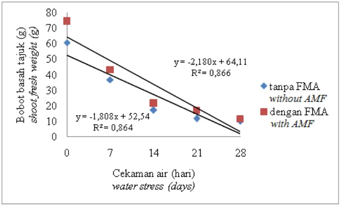 Figure 4.  Effect  of AMF and duration of water stress on shoot dry weight of 26 weeks old oil  palm seedling
