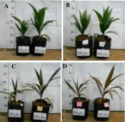 Gambar 7.  Bibit kelapa sawit yang diberi FMA (m1Figure 7.  Oil palm seedlings treated with AMF (m) dan yang tidak diberi (m0) pada kondisi tanpa cekaman air (A), 7 hari tidak disiram (B), 14 hari tidak disiram (C), dan 21 hari tidak disiram (D)
