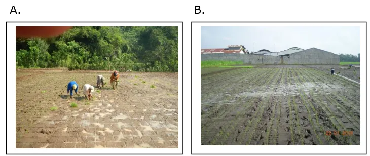 Gambar 2.3. A. Penanaman padi dengan pola bujur sangkar jarak  tanam 20 x 20 cm dan B