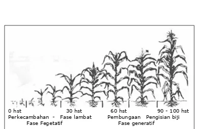 Gambar 2.4. Fase pertumbuhan vegetatif dan generatif tanaman jagung   (Beckingham, 2007)    