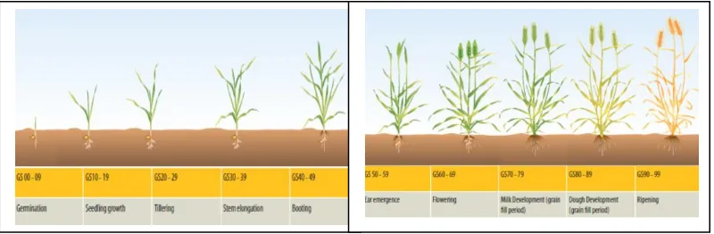 Gambar 2.8.  Fase pertumbuhan tanaman gandum sesuai skala Zadoks  (Zadoks Growth Stages)(GRDC, 2005)