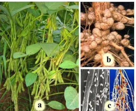 Gambar 3.1 (a) tanaman kedelai, (b) bintil akar tanaman kedelai, (c) bintil akar  tanaman legum 