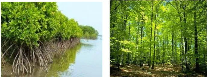 gambar 1.7  hutan mangrove dan hutan hujan tropis  