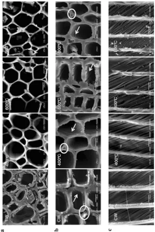 Fig. 4 SEM images of raw and carbonized TW and CW at different temperatures a TW (cross section);b CW (cross section); and c CW (radial section)