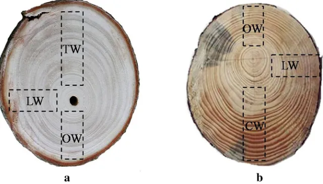 Fig. 1 Wood materials a TW, OW, and LW obtained from branch wood of Paulownia tomentosa; b CW,OW, and LW obtained from branch wood of Pinus densiﬂora