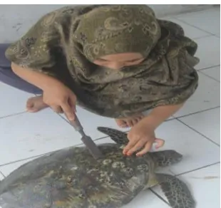 Table 1. The morphology of the green turtle (Chelonia mydas), which is found in the observation station  1 turtle nesting beaches in Ngambur on 22 April 2016 