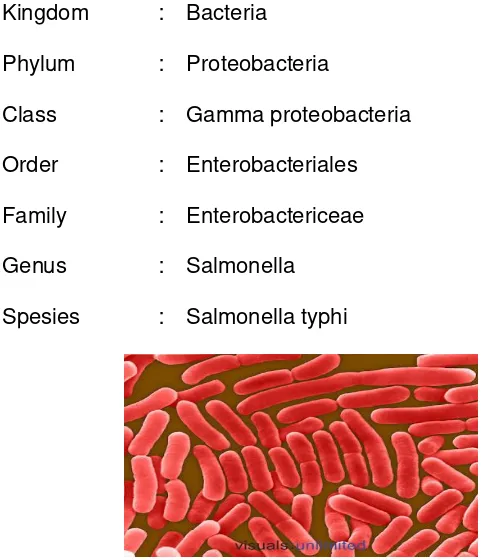 Gambar 2.3.1 : Gambar bakteri Salmonella typhi 