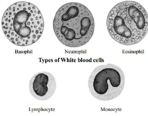 Gambar 2.2 jenis-jenis leukosit 