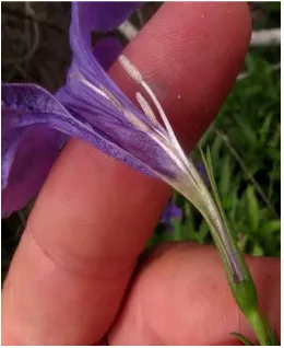 Gambar 2.2.E  Bagian dalam bunga Reullia tuberosa 