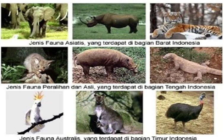 Gambar 2 Jenis satwa berdasarkan pembagian wilayahnya di Indonesia