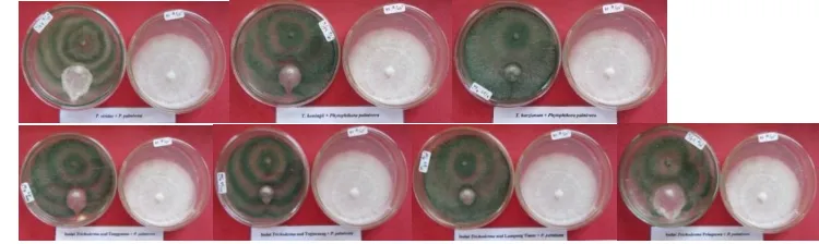 Gambar 3b.  Pertumbuhan koloni jamur patogen P. palmivora pada 9 hsp yang ditumbuhkan bersama dengan Trichoderma (cawan sebelah kiri) dan tanpa Trichoderma (cawan sebelah kanan)    