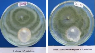 Gambar 4a. Pertumbuhan P. palmivora pada perlakuan T. viride dan Trihoderma isolat Pringsewu pada pengamatan hari ke-10  
