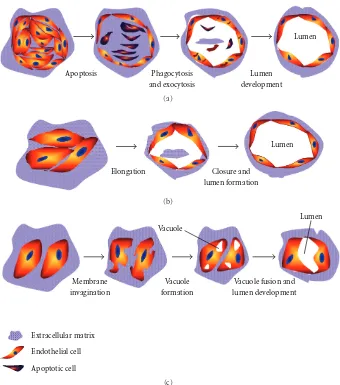 Figure 1: Models of the development of tube-like structures during vasculogenesis.